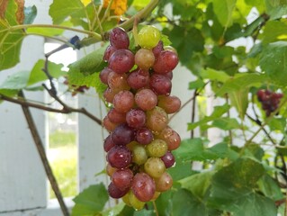 Fresh Jupiter grapes on the tree, Organic farm plant 