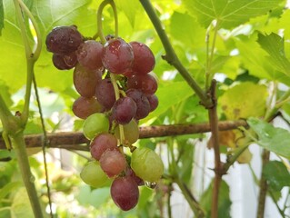 QFresh Jupiter grapes on the tree, Organic farm plant 