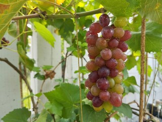 Fresh Jupiter grapes on the tree, Organic farm plant 