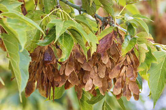 Ash seed clusters hanging from lush green branches on a sunny autumn day