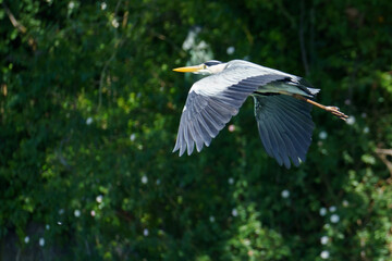 A great blue heron (Ardea cinerea) in flight