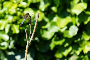 Fototapeta premium A Great Blue Skimmer dragonfly (Libellula vibrans) sitting on wooden branch in sun