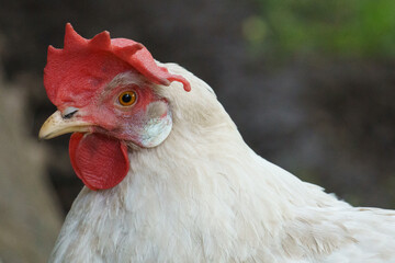 Close-up portrait of a white hen