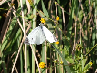 モンシロチョウ