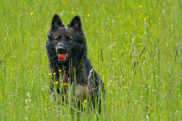 a purebred german shepard dog sitting in the grassland