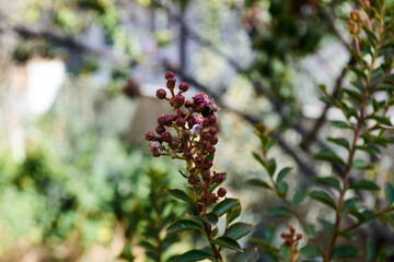 cluster of unopened flower buds on a crepe myrtle branch, ready to burst into colorful blooms