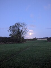 sunset over the field