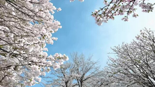 vertical 4K pan shot capturing onset spring cherry tree begins blossom long cold winter ralding season&rsquo;s arrival delicate flowers sunlight sky nature warm blue white branch ice season plant flower