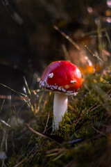 Herbstlicher Fliegenpilz
