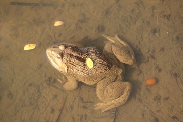 frog in the water
