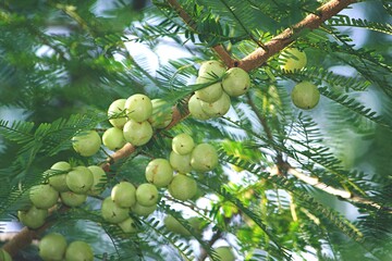 There are many Indian gooseberries on the tree.