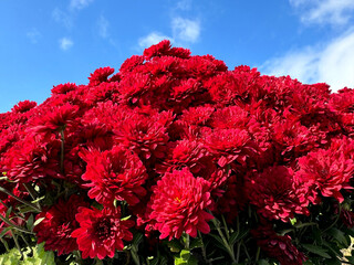 Flowers chrysanthemum bright red blooms on blue sky.