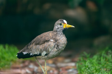 Full body of African wattled lapwing, Vanellus senegallus