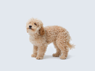 Happy cute apricot Poodle standing