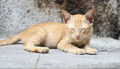 The cat lay on the floor