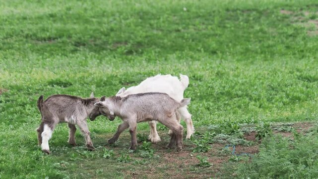 Goat kids playing on a green meadow in early spring
