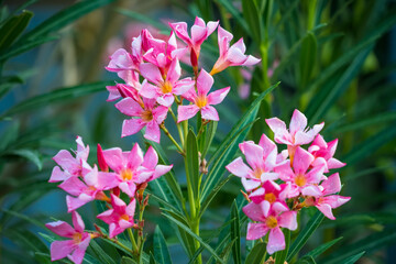 Early Morning Blossoms: A Burst of Color and Life