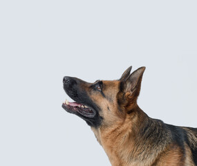 Portrait of a beautiful German Sheperd