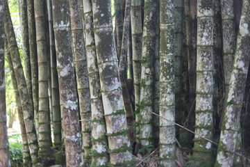 Japanese Bamboo Landscape, Closeup Nature Photography