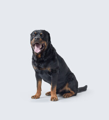 Obraz premium Beautiful Rottweiler sitting and looking at camera