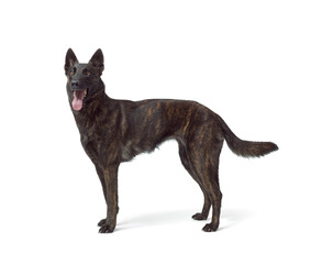 Dutch Sheperd standing side view