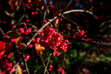 2023 12 27 Lecco Euonymus europaeus 24