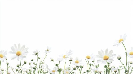 Camomile flowers on the white background