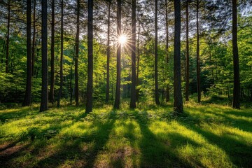 Obraz premium sun rays in the forest through the top of the tress