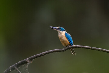 Sacred Kingfisher with a bee in its beak perched in a tree with a dark green background