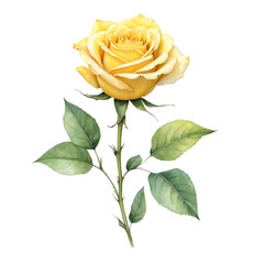 Yellow rose with isolated background, Watercolor yellow rose with isolated background, Minimalist yellow rose illustration with plain background.