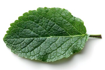 Obraz premium Detailed Texture of a Green Leaf for Nature and Botany Projects