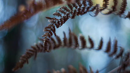 Vue rapprochée de feuilles de fougère marrons, dans un décor aux couleurs froides