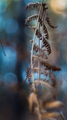 Vue rapprochée de feuilles de fougère marrons, dans un décor aux couleurs froides