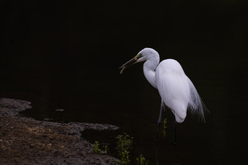 Great Egret Close Up with breeding feathers. The bird is standing by water with a fish in it's back. This Images has a dark background.