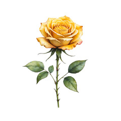 Vintage yellow rose with isolated background, Watercolor yellow rose with isolated background, Minimalist watercolor yellow rose with isolated background.