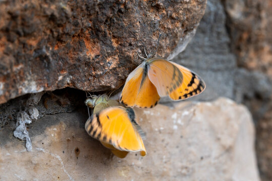 Menage et trois anyone? The small butterfly called the Large Salmon Arab Butterfly scientific name Colotis fausta Butterfly, mating on a rock wall in Israel.
