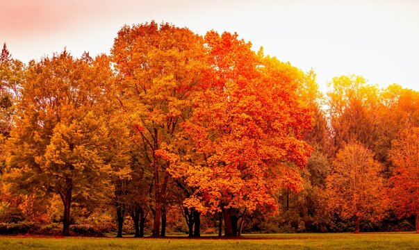 Herbst B&auml;ume
Autumn Trees
Fall