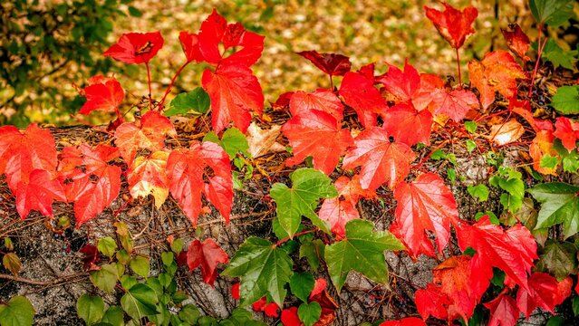 Herbst Blatt
Autumn Leaf
Fall