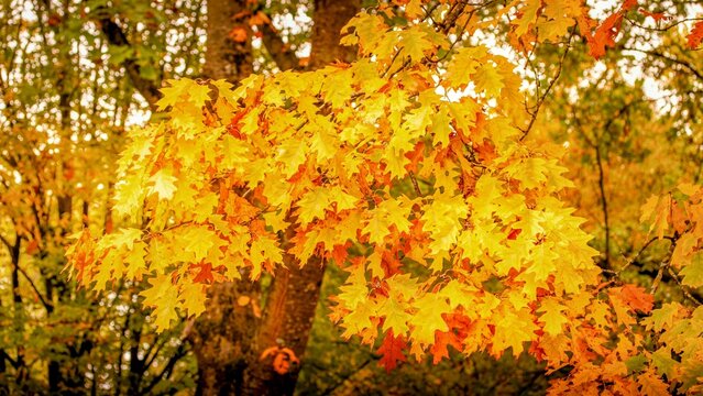 Herbst Blatt
Autumn Leaf
Fall