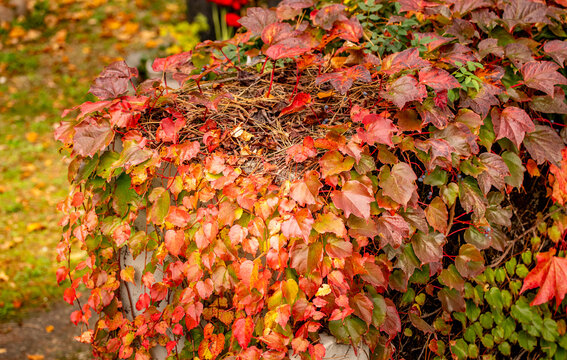 Herbst Blatt
Autumn Leaf
Fall