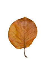 Close up of dry leaf isolated on white background. Nature background and wallpaper.
