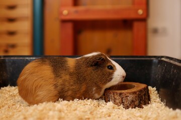 the guinea pig is waiting to be fed in the bowl