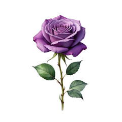 Purple rose with isolated background, Watercolor purple rose with isolated background, Minimalist watercolor purple rose with isolated background.
