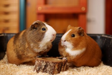 Two guinea pigs are waiting to be fed in the bowl