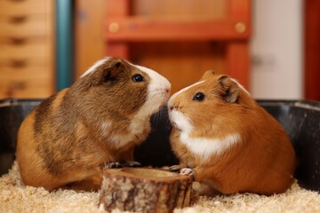Two guinea pigs are waiting to be fed in the bowl