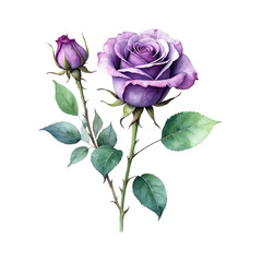 Minimalist watercolor purple rose with isolated background, Purple rose with isolated background, Watercolor purple rose with isolated background.	