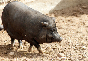 A pig is walking on a dirt field