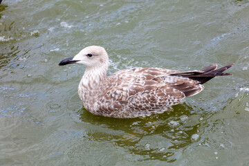 A bird is swimming in a body of water