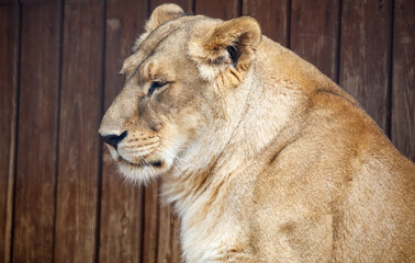 Portrait of a lioness in nature