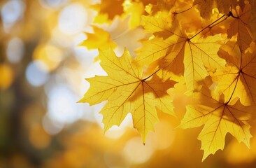 Fototapeta premium Bright yellow maple leaves illuminated by warm autumn sunlight in a serene natural setting